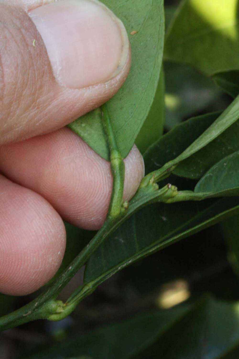              Petiole (Riverside, CA)       